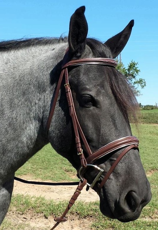 Draft Horse English Bridles